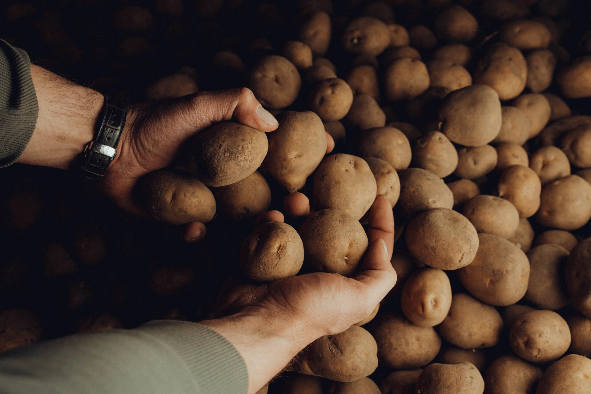 Frisch geerntete Kartoffeln in der Hand eines Landwirts