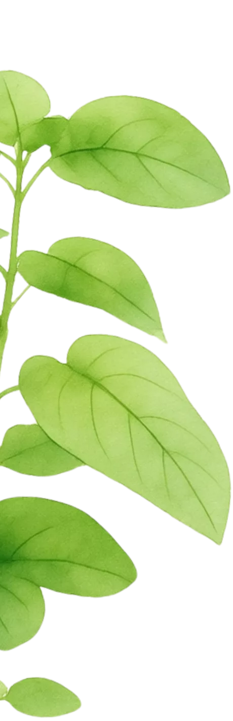 Kartoffelpflanze