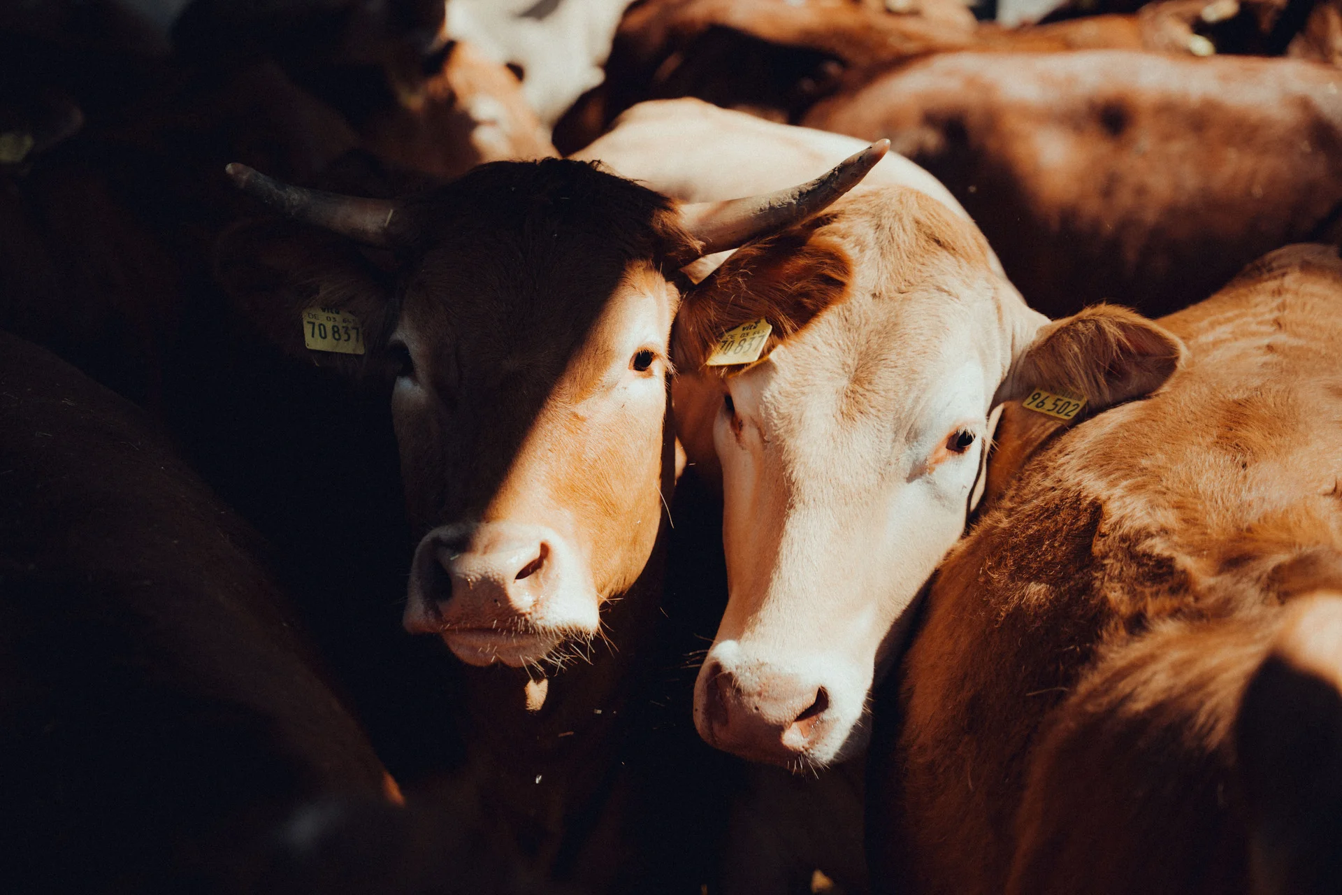 Rinderbestand in einem landwirtschaftlichen Betrieb in Niedersachsen