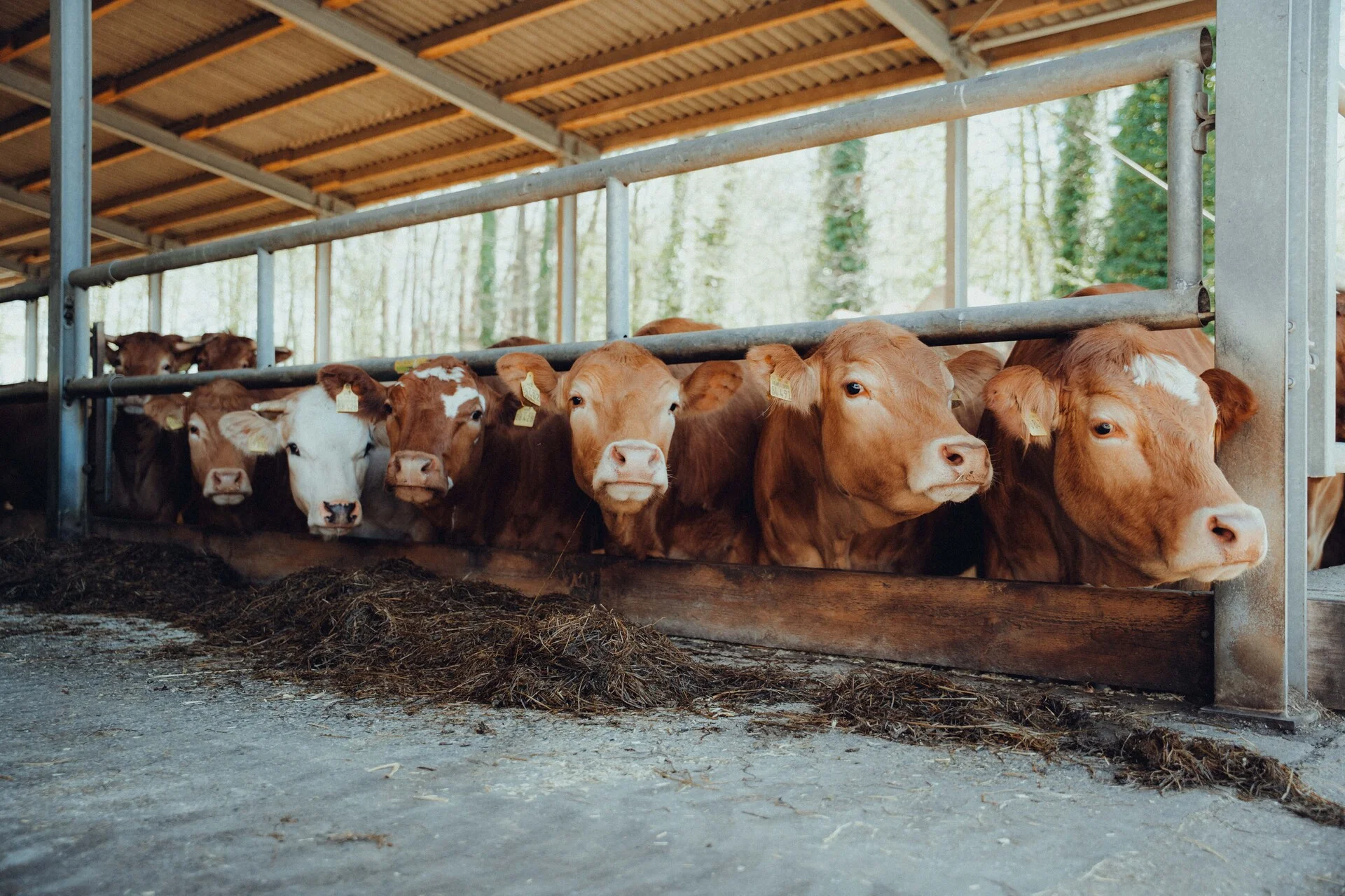 Kühe im Rinderstall in Niedersachsen